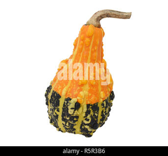 A forma di pera di colore arancione e verde zucca ornamentale Foto Stock