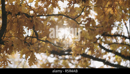 Sole di mattina spiata attraverso autunno di foglie di quercia Foto Stock