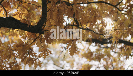 Sole di mattina spiata attraverso autunno di foglie di quercia Foto Stock