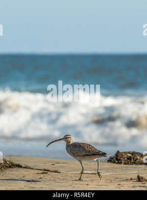 Whimbrel, Shore Bird, passeggiate sulla spiaggia con l'Oceano Pacifico sullo sfondo vicino fino a Laguna Beach, California, Stati Uniti d'America Foto Stock