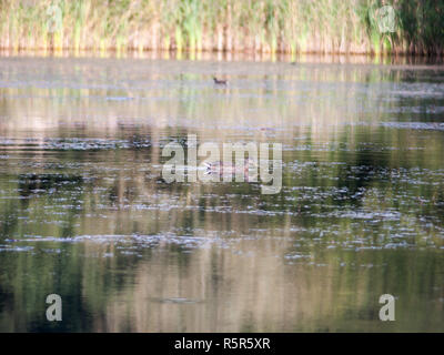 Diverse folaghe nel lago di superficie di acqua di stagno di estate Rallidae Fulica Foto Stock