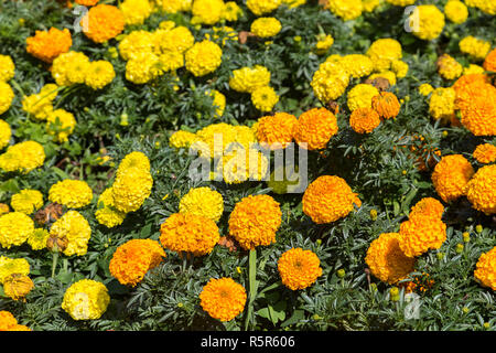 Le calendule fiori in diversi colori Foto Stock