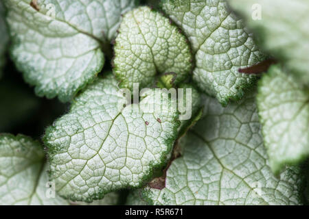 Il distintivo d'argento e foglie verdi di Brunnera Macrophylla, un impianto esterno noto anche come Bugloss siberiano Foto Stock