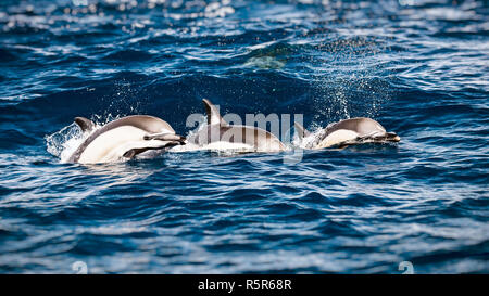 Tre belle delfini Foto Stock