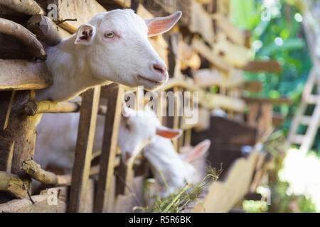 Domestico curioso Bianco capre stick le loro teste attraverso barre di stabili. Foto Stock