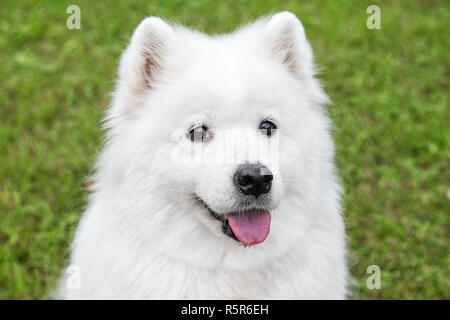 Fluffy samoiedo cane in erba verde Foto Stock