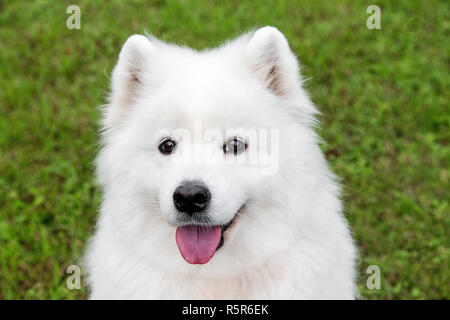Fluffy samoiedo cane in erba verde Foto Stock