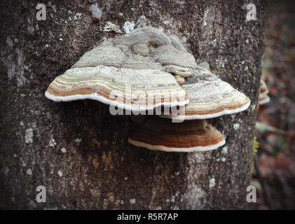 Unedged funghi che crescono su un tronco di albero. Foto Stock