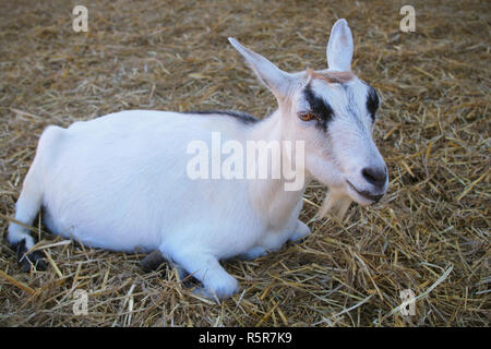 Bianco giovane capra agnello in appoggio sulla fattoria di paglia mammifero bestiame Foto Stock