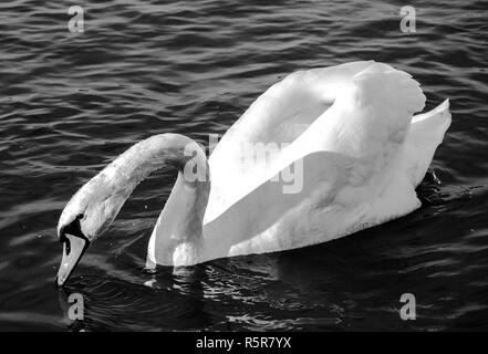 Swan monocromatico close-up foto. Bella immagine, lo sfondo, lo sfondo Foto Stock