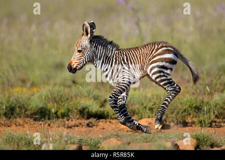 Cape mountain zebra puledro Foto Stock