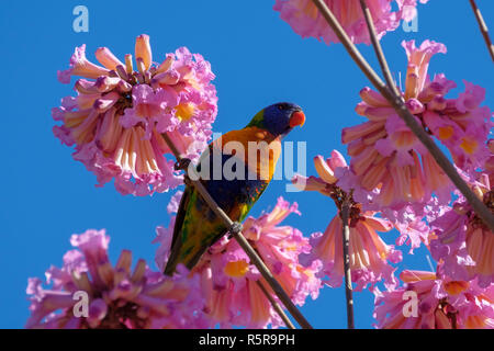 Rainbow Lorikeet in una rosa di albero riduttore laterale Foto Stock