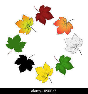 Set di colorati maple leaf . Illustrazione di vettore isolato su sfondo bianco. Foto Stock