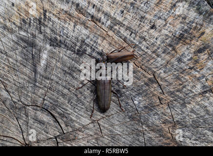 Beetle bostrico. Imago di un insetto. Beetle con lunghe antenne. Foto Stock