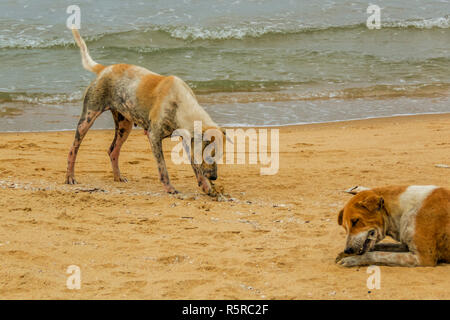 Due poveri cani mangy molto malati sono mangiare pesci morti sulla spiaggia, Sri Lanka Foto Stock