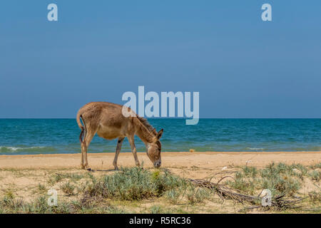 Asino selvaggio sulla spiaggia in Kalpitiya, Sri Lanka Foto Stock