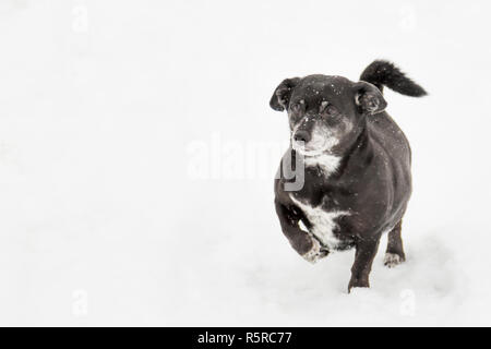 Il cane corre attraverso la neve sollevando la sua destra zampa anteriore Foto Stock