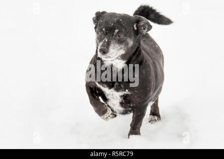 Il cane corre attraverso la neve sollevando la sua destra zampa anteriore Foto Stock