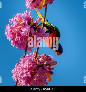 Rainbow Lorikeet in una rosa di albero riduttore laterale Foto Stock