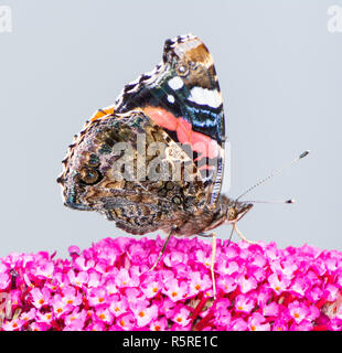 Dipinto laidy butterfly nettare di raccolta ad una budleja blossom Foto Stock