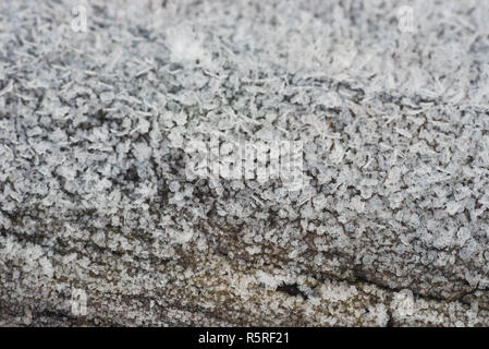 Tronco di albero ricoperta di brina sulla macro inverno mattina Foto Stock