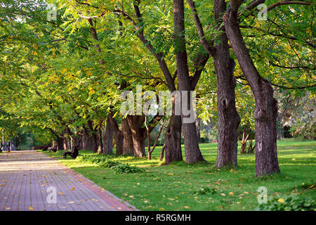 Soleggiata giornata autunnale. autunno passeggiata nel parco. Foto Stock