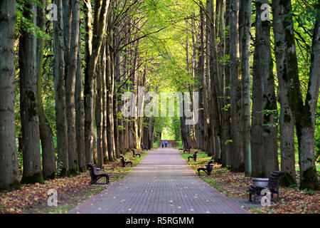 La gente camminare nel parco antico vicolo. Soleggiata giornata autunnale. Foto Stock