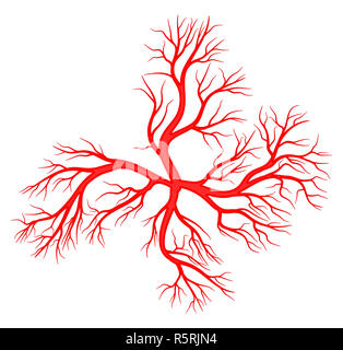 Vena umana, vaso vettore icona simbolo di design. Foto Stock