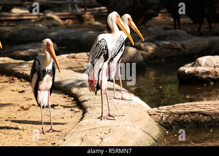 Dipinto di Stork grandi trampolieri Foto Stock