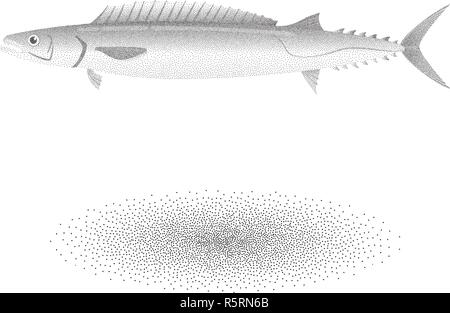 Barracouta pesce con effetto imbianchini in bianco e nero Illustrazione Vettoriale