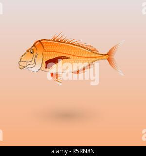 Snapper su sfondo colorato illustrazione Illustrazione Vettoriale