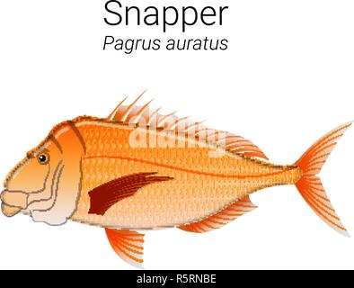 Snapper illustrazione di pesce Illustrazione Vettoriale