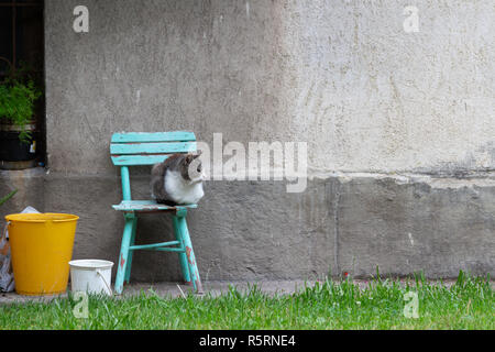 Un grigio-bianco gatto seduto su una sedia turchese in un piccolo giardino di un vecchio edificio. Foto Stock