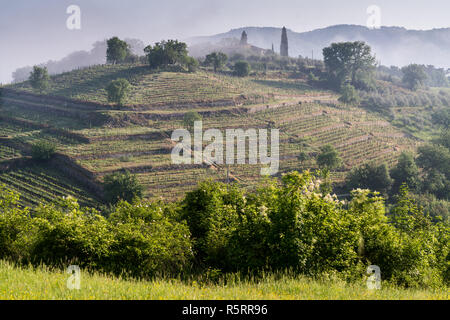 Vigneto in Chianti, Toscana, Italia, Europa. Foto Stock