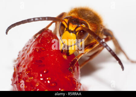 Grande hornet vespa mandarinia mangiare fragole su sfondo bianco Foto Stock