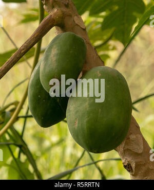 La pianta di papaia (Carica papaya) e frutti pendenti su un ramo, Bogodi, Uganda, Africa Foto Stock