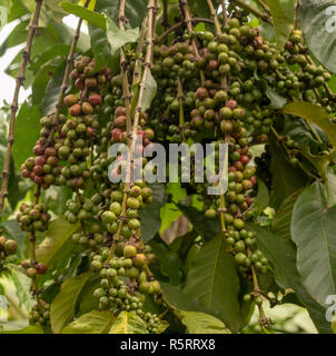 La Robusta i chicchi di caffè cresce sugli alberi, Bogodi, Uganda, Africa Foto Stock