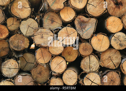 Pila di legno tagliato i registri per lo sfondo, banner o texture Foto Stock