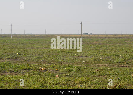 Un campo abbandonato di angurie e di meloni. Il marcio cocomeri. Resti del raccolto di meloni. Marciume verdure sul campo. Foto Stock