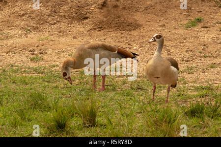 Oche egiziane, Alopochen aegyptiaca, membro dell'anatra, oca, e Swan famiglia anatidi, al canale Kazinga. Queen Elizabeth National Park, Uganda Foto Stock