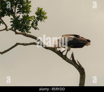 Il palm-dado vulture (Gypohierax angolensis) o pesce vulturine eagle, al canale Kazinga. Queen Elizabeth National Park, Uganda, Africa orientale Foto Stock