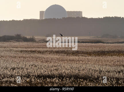 RSPB Minsmere Suffolk REGNO UNITO E distante Marsh Harrier con Sizewell power station Foto Stock