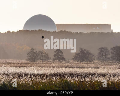 RSPB Minsmere Suffolk REGNO UNITO E distante Marsh Harrier con Sizewell power station Foto Stock