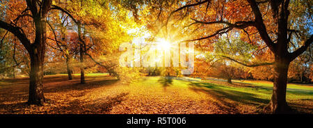 Sun incanta gli alberi in autunno,panorama in un bellissimo parco Foto Stock