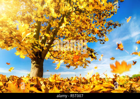 Giallo lascia cadere a terra,acero su una bella giornata d'autunno Foto Stock