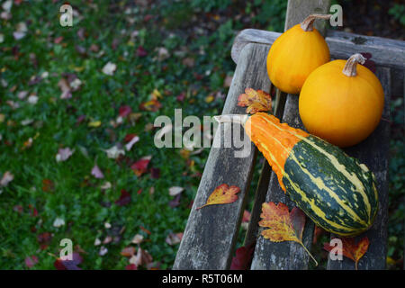 Gourd rigato e due per il giallo coloquintidi ornamentali Foto Stock