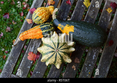 Coloquintidi ornamentali in diverse forme e colori tra foglie di autunno Foto Stock