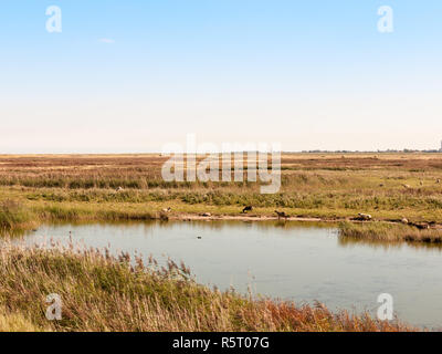 Soleggiato flusso di fiume scena riserva naturale con pecora guardando nel campo sopra l'acqua Foto Stock
