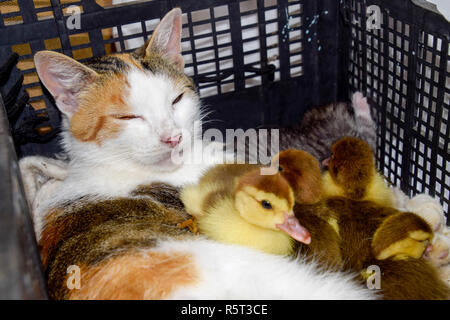 Gatto in un cestino con il gattino e ricezione di muschio duck anatroccoli. Cat adottivo madre per gli anatroccoli Foto Stock