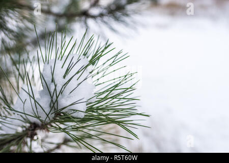 Ramo di pino con neve, close-up, giardino in blur Foto Stock